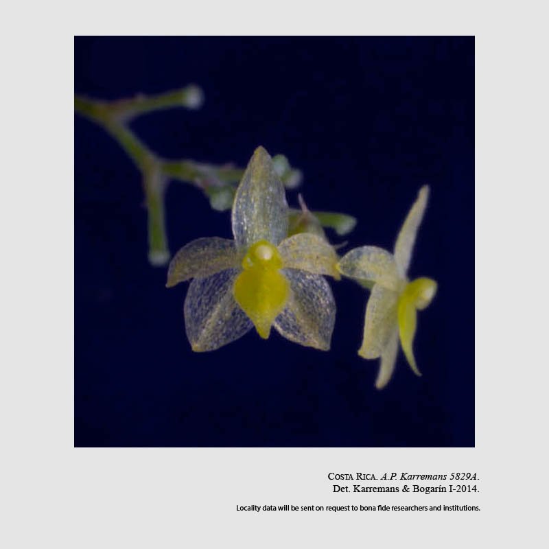 Platystele tica
